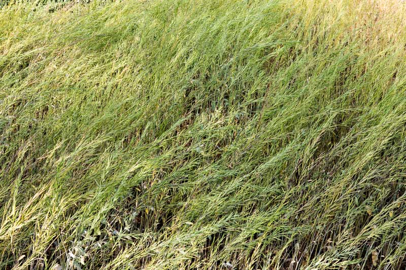 Mustard crop growing in Patesar Ahar bed in Kaimur district, Bihar
